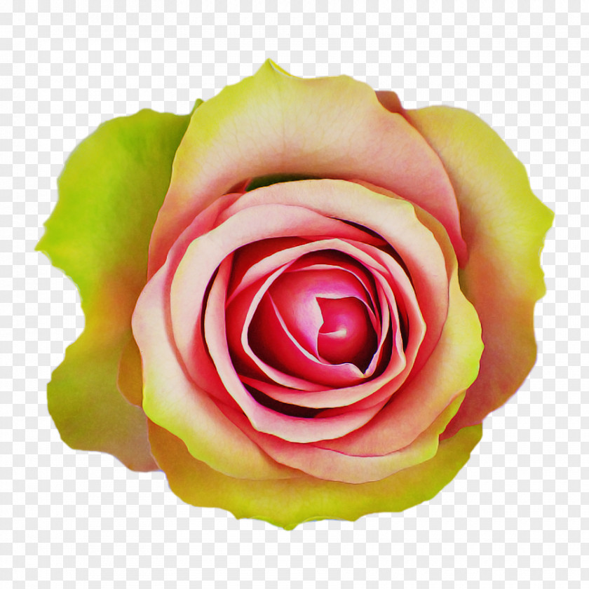 Garden Roses PNG