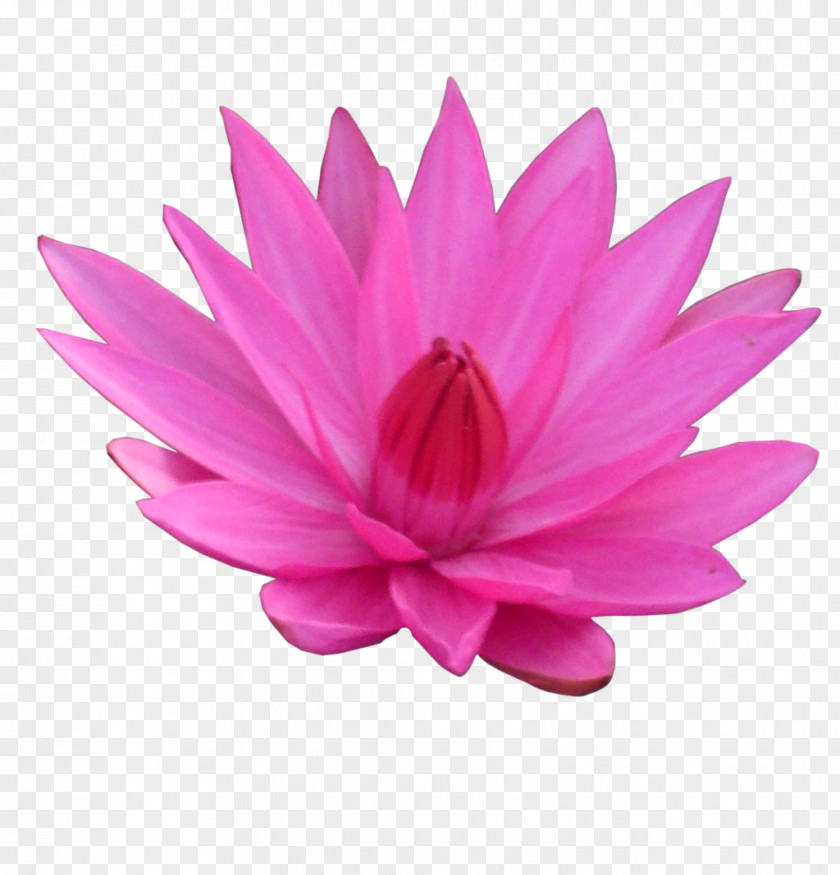 Lotus Transparent Nelumbo Nucifera Flower Clip Art PNG