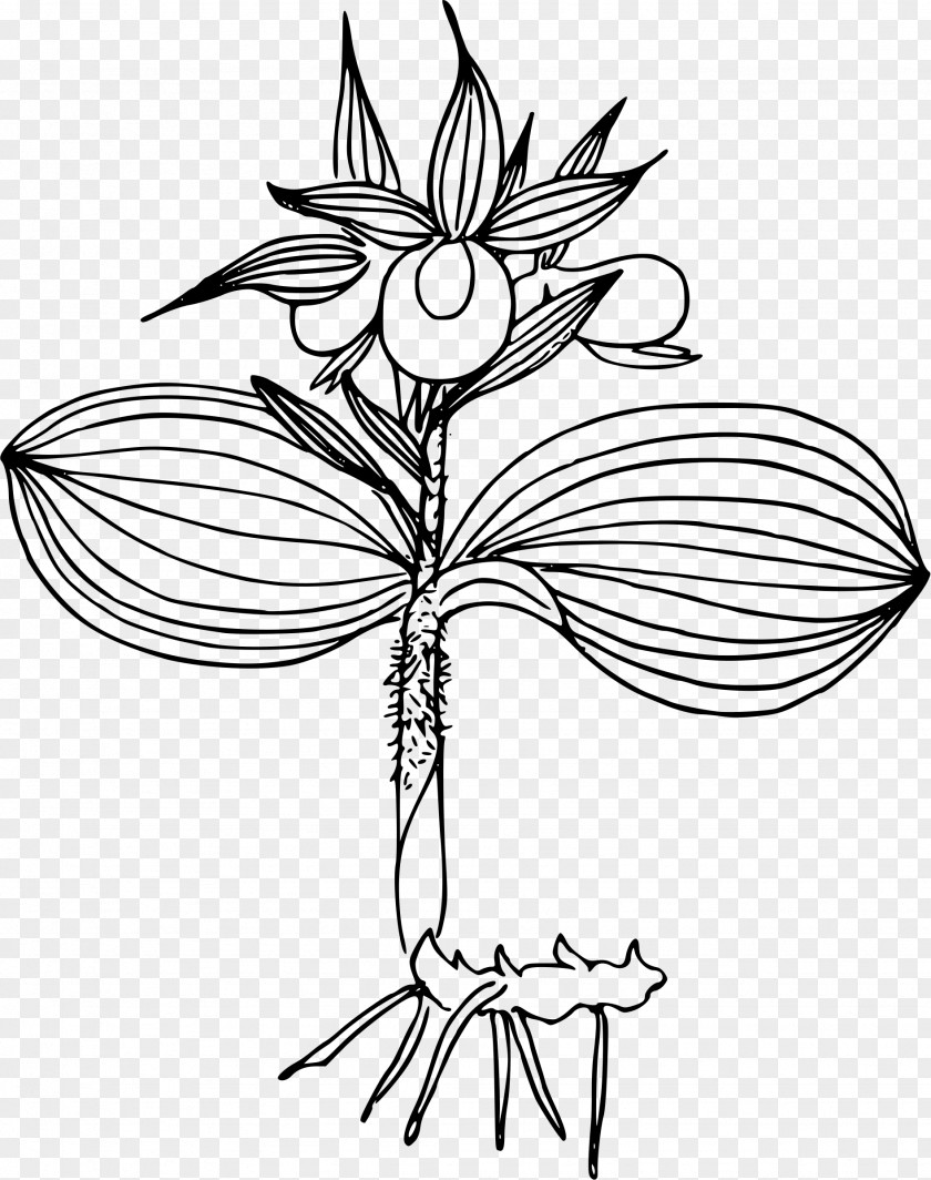 Orchid Vector Cypripedium Reginae Line Art Clip PNG