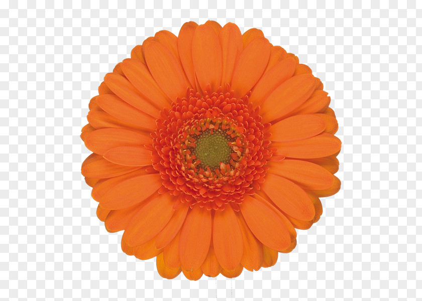 Perennial Plant Pollen Orange Balloon PNG