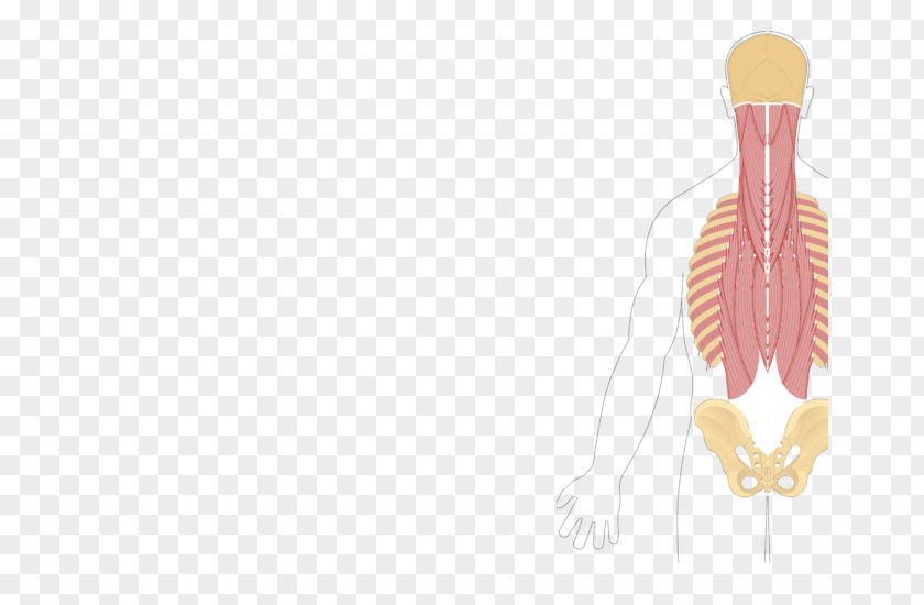 Quadratus Lumborum Muscle Iliocostalis Splenius Cervicis Erector Spinae Muscles PNG