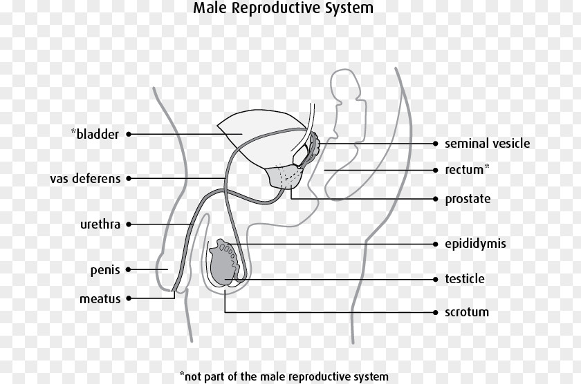 Female Reproductive System Scrotum PNG