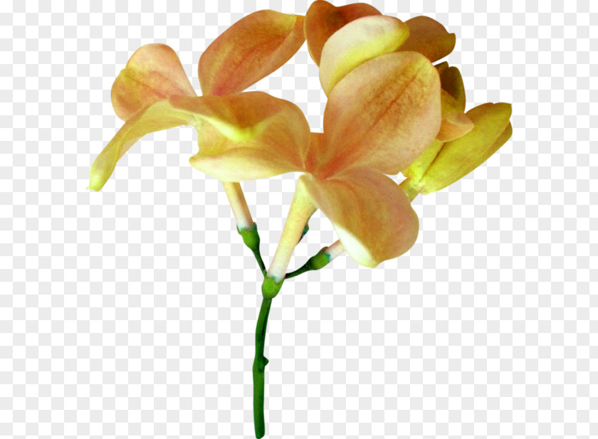 Flower Irises Plant Stem Clip Art PNG