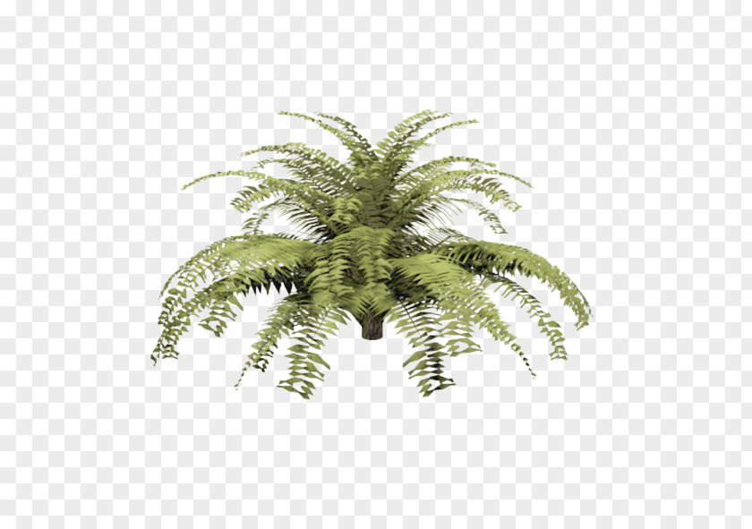 Helecho Microsorum Pteropus Fern Dennerle Arecaceae Flower PNG