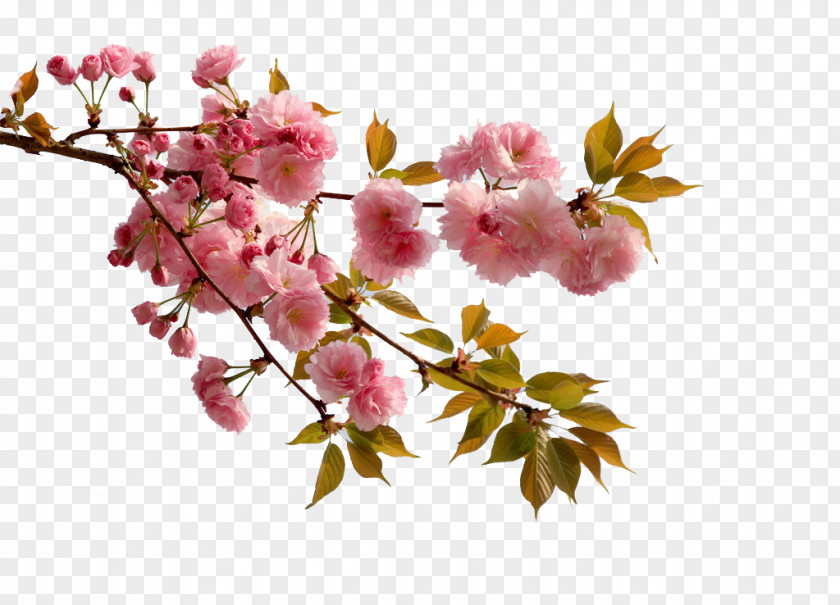 Lush Pink Cherry Blossoms China Blossom Flower Peach PNG