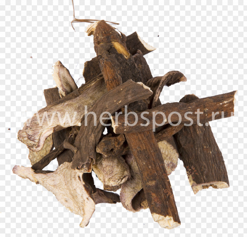 Peony Paeonia Anomala Root Herbaceous Plant PNG