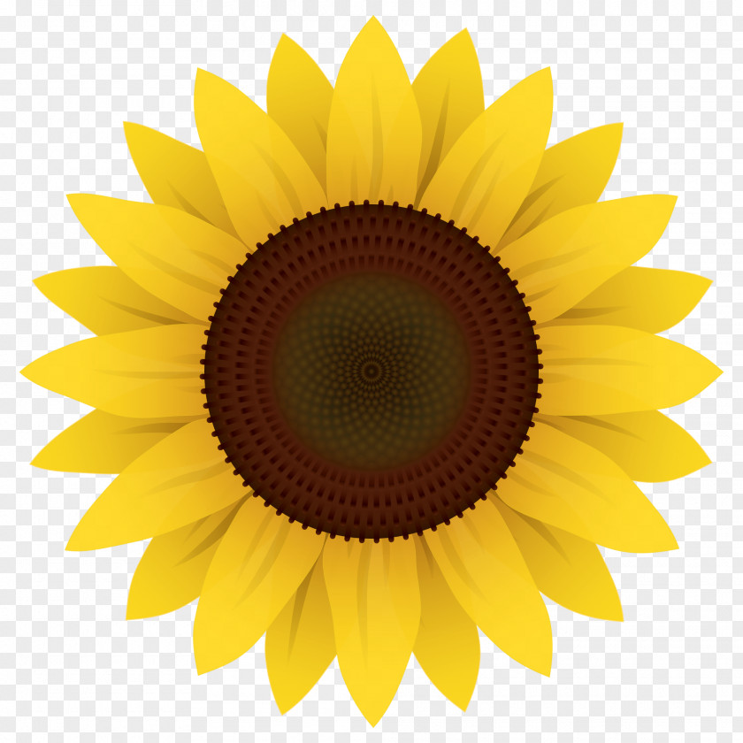 Sunflower Vector Common Clip Art PNG