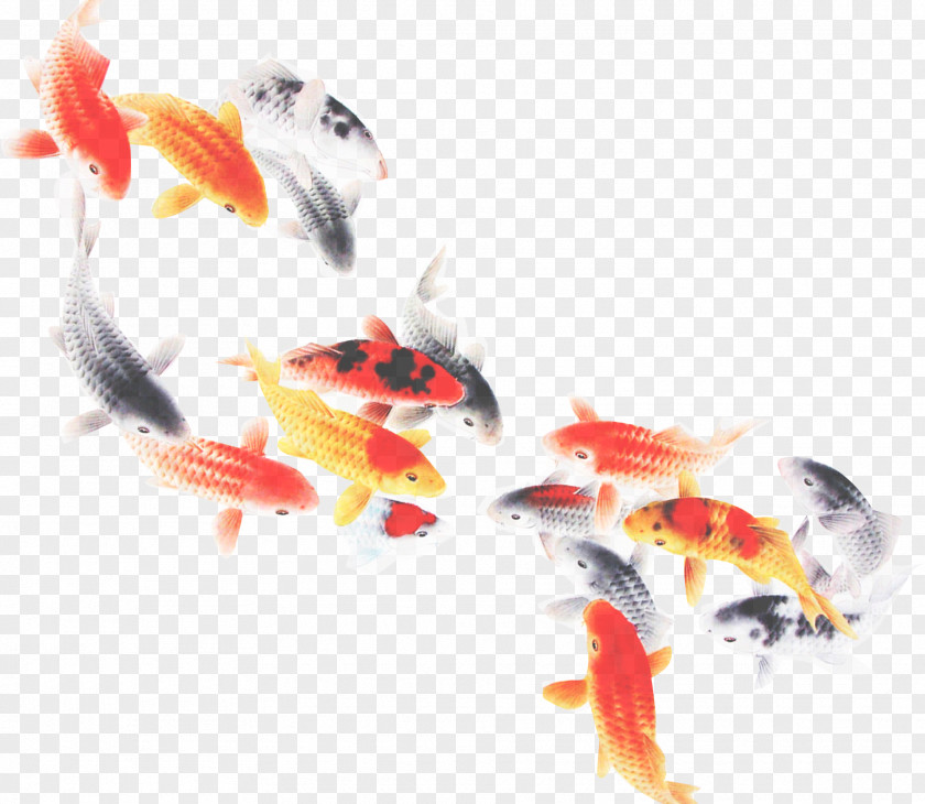 Tail Goldfish Koi Feeder Fish PNG