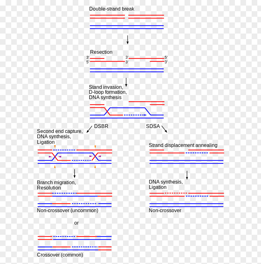 Break Holliday Junction Homologous Chromosome Chromosomal Crossover Genetic Recombination PNG
