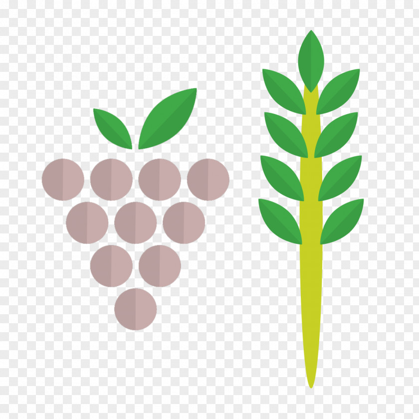 Compas Common Grape Vine Royalty-free PNG