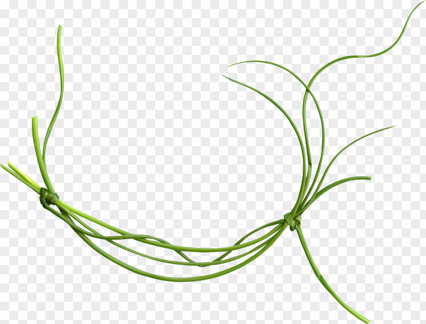 Fling Common Vetch Vine Green PNG