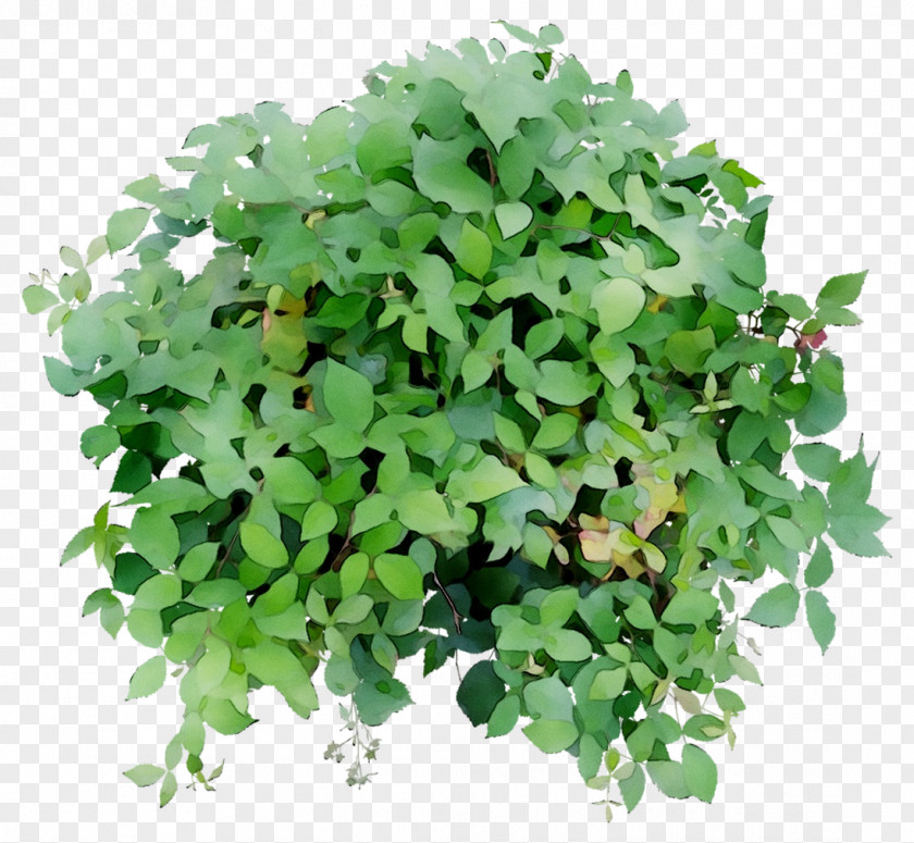 Leaf Herb Groundcover PNG