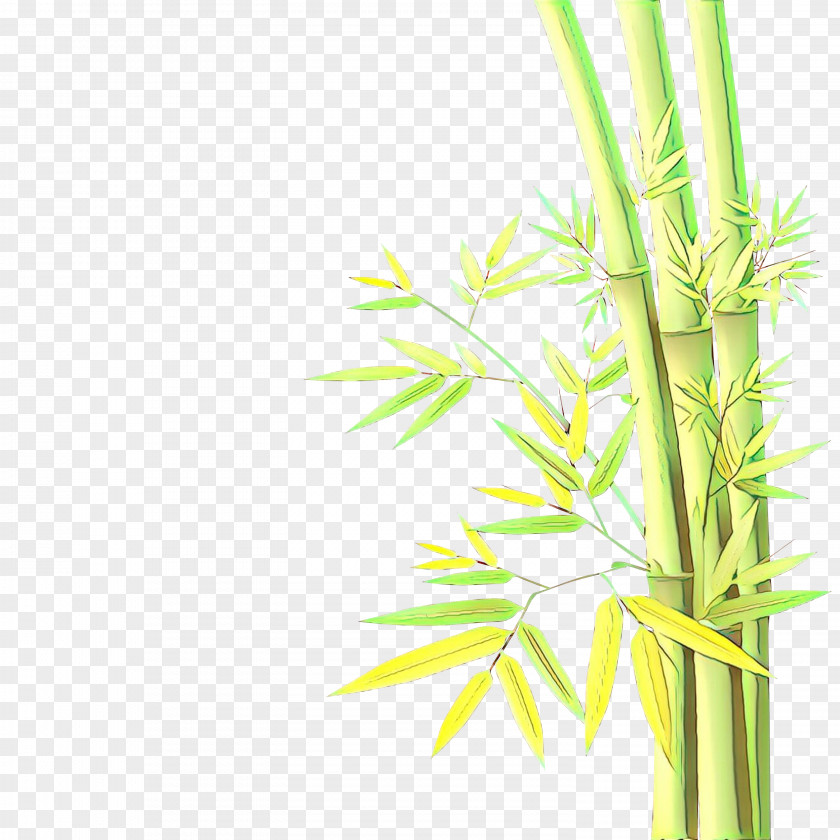 Bamboo Flower Green Plant Grass Leaf Stem PNG
