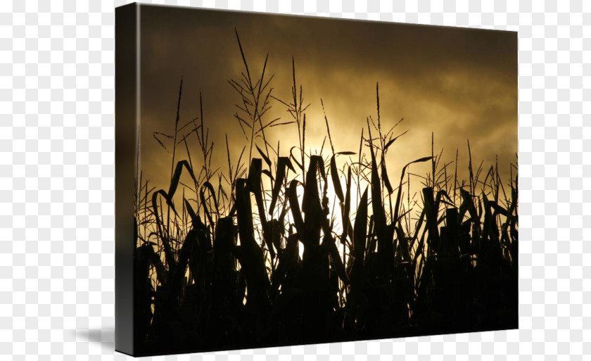 Corn Field On The Cob Curtain Maize Douchegordijn PNG