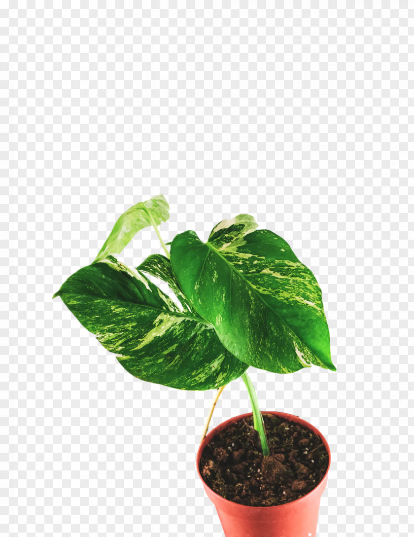 Plant Stem Leaf Houseplant Flowerpot Herb PNG