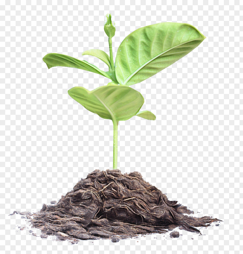 Root Soil Leaf Plant Flower Flowerpot Stem PNG