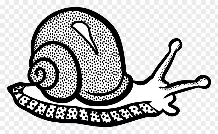 Snail Gastropods Drawing Clip Art PNG