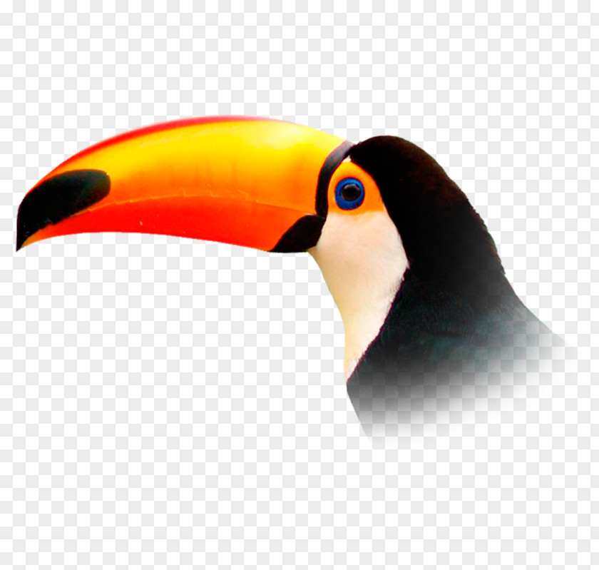 Toucan Flight Bird Vuela Travel PNG