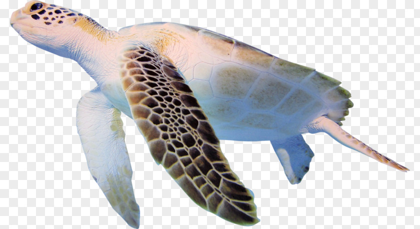 Turtle Cheloniidae Clip Art PNG