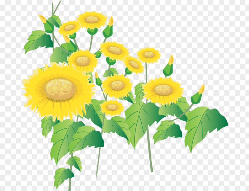 Flower Common Sunflower Seed PNG