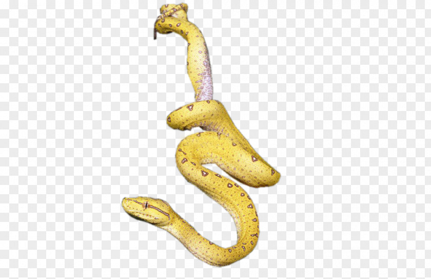 Golden Snake Icon PNG