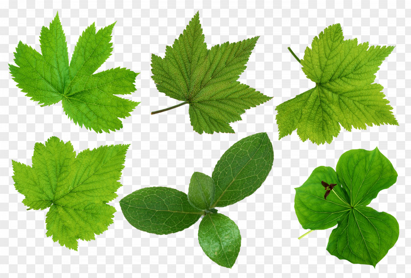Green Leaves Picture Leaf PNG