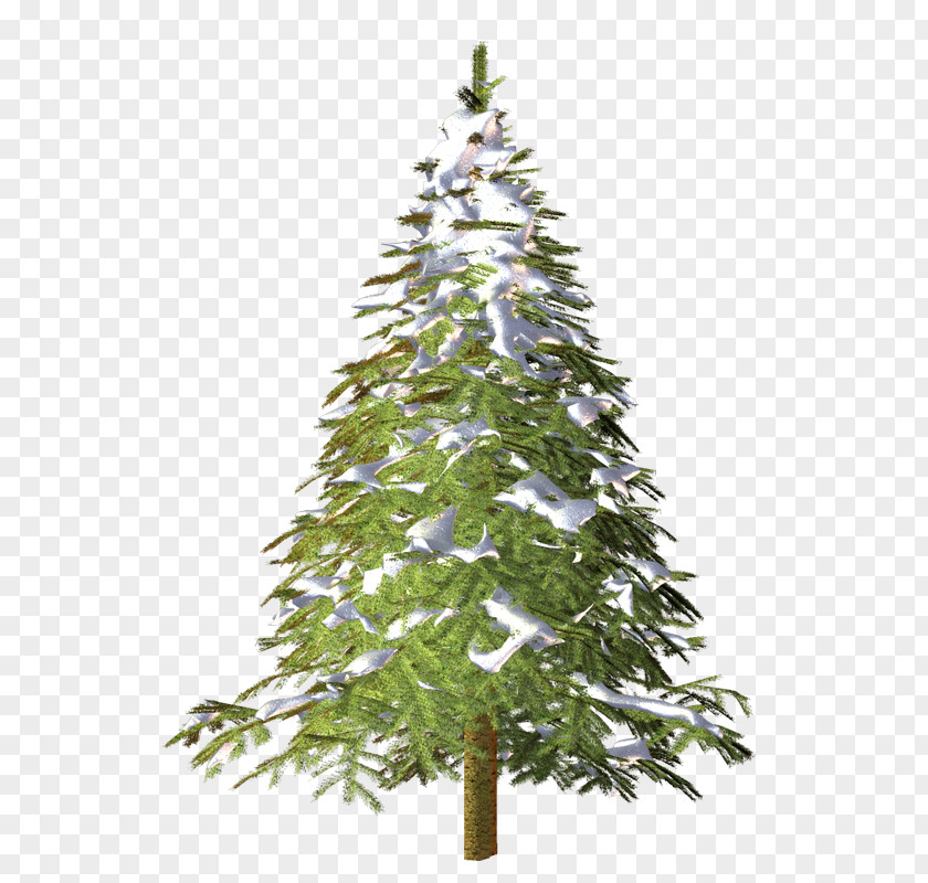 Spruce Christmas Tree Conifers Advertising PNG