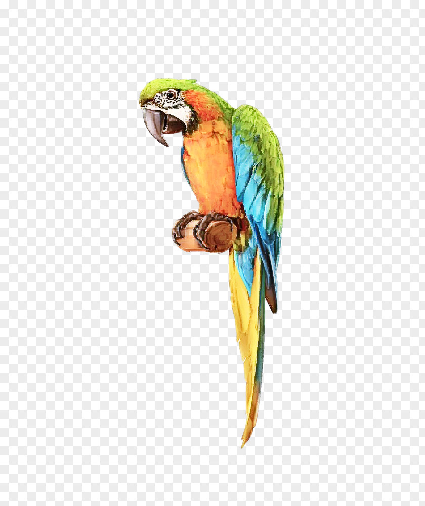 Bird Macaw Beak Parrot Parakeet PNG