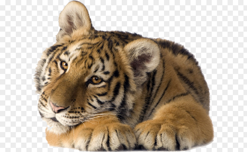 Cat Desktop Wallpaper Lion Siberian Tiger PNG