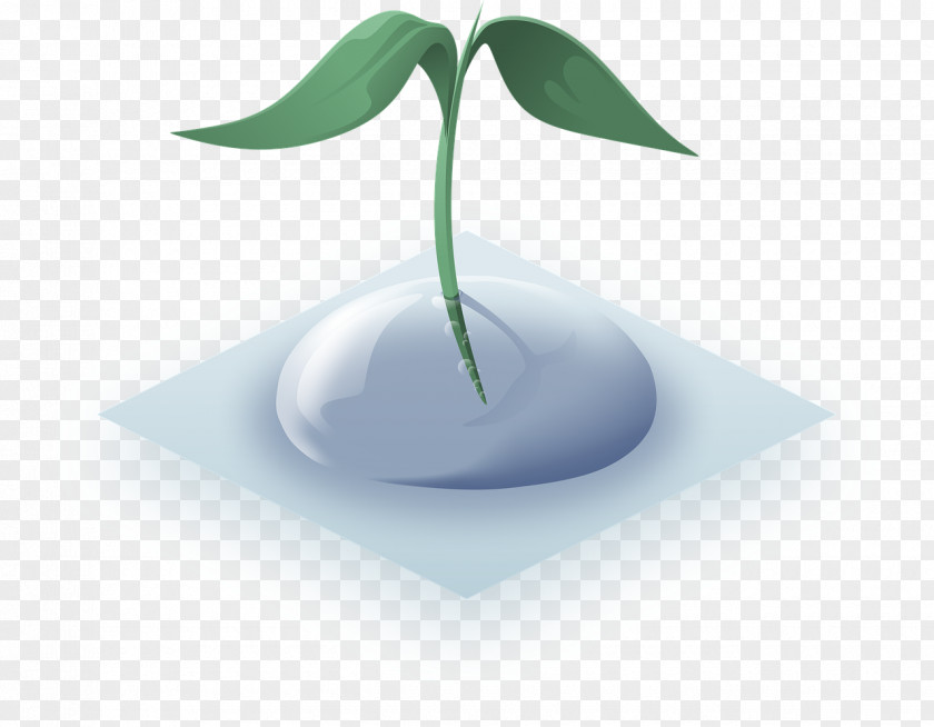 Plant Water Drop Aquatic Plants Golgi Apparatus PNG