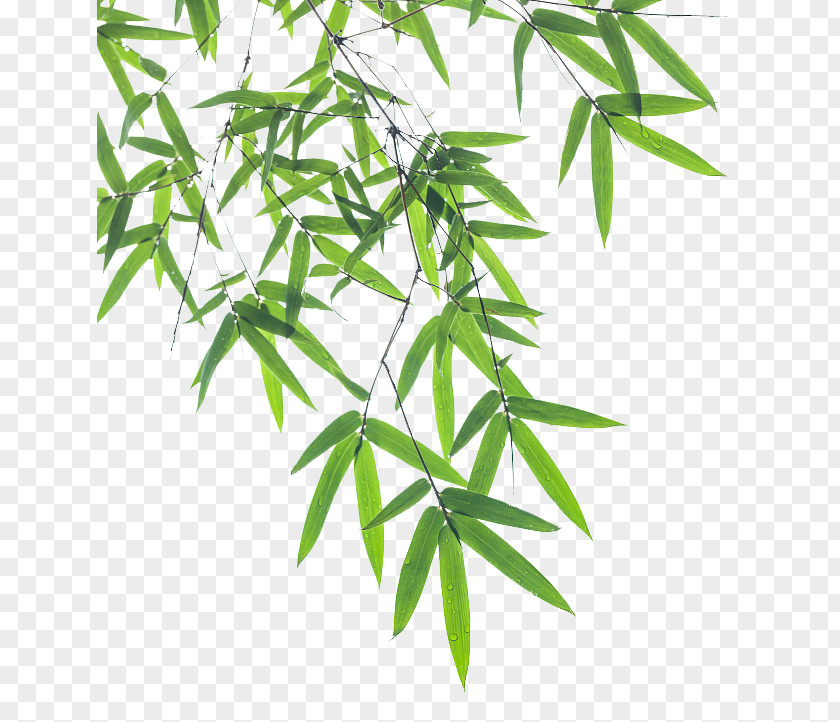Bamboo Pictures Leaf Euclidean Vector PNG