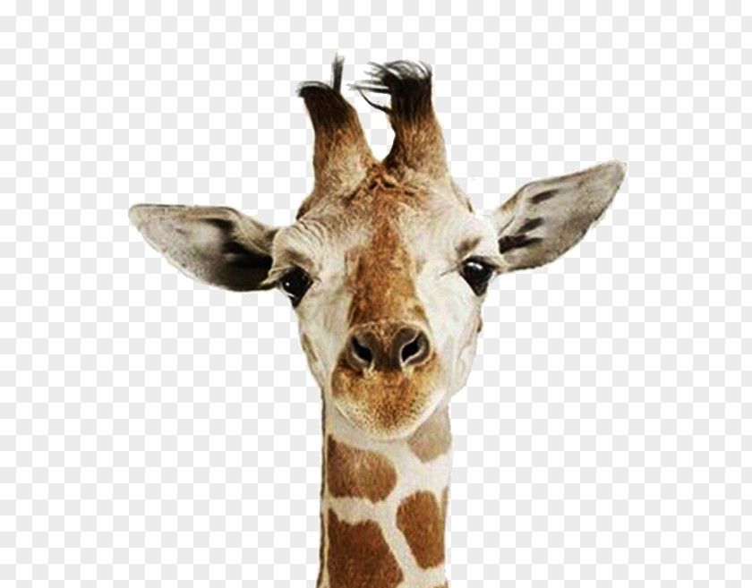 Giraffe Head United States Happiness Love Names Of The Days Week PNG