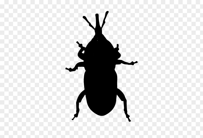 Japanese Rhinoceros Beetle Darkling Beetles Weevil Insect Silhouette Pollinator Membrane PNG