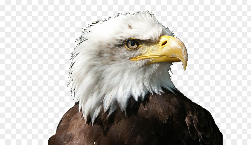 Mighty Bald Eagle White-tailed Stellers Sea Bird Owl PNG