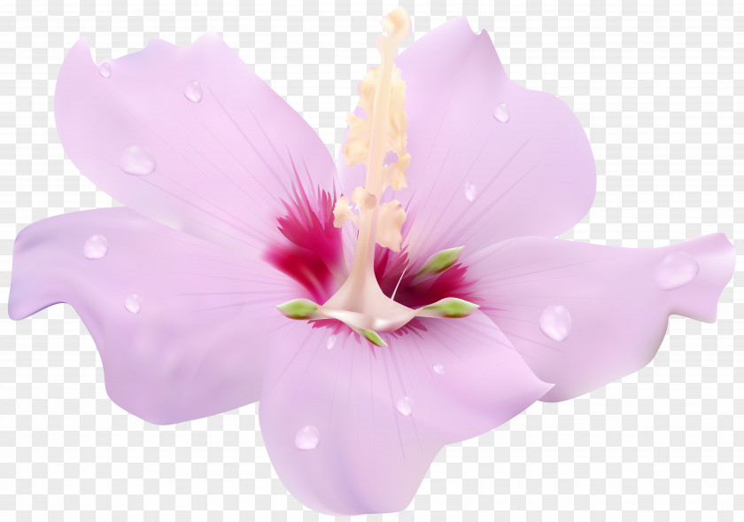 Pink Hibiscus Flower Transparent Clip Art Image PNG