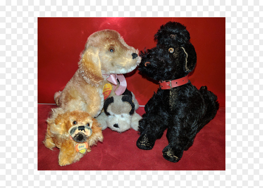 Puppy Miniature Poodle Standard Schnoodle Cockapoo Goldendoodle PNG