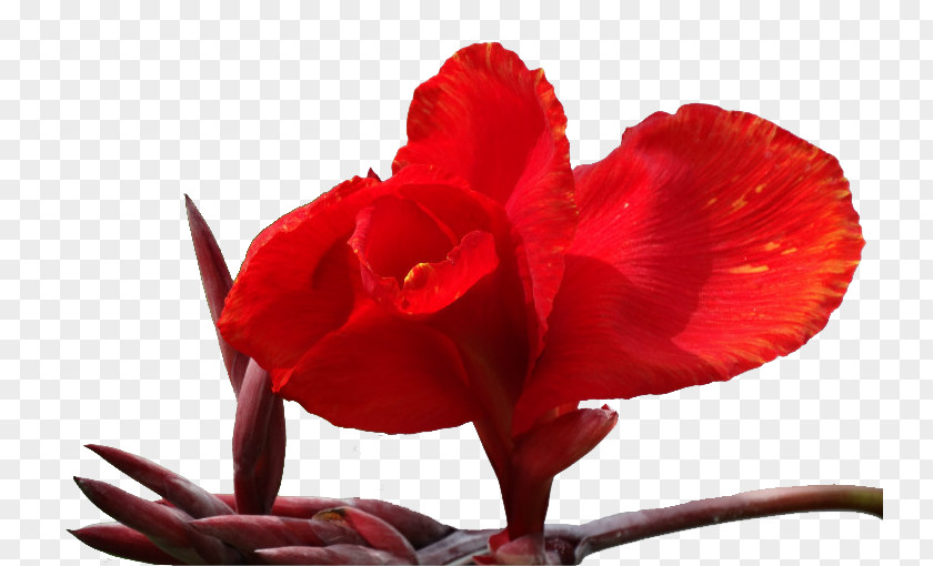 Cannabis Pictures Canna Indica Petal Flower PNG