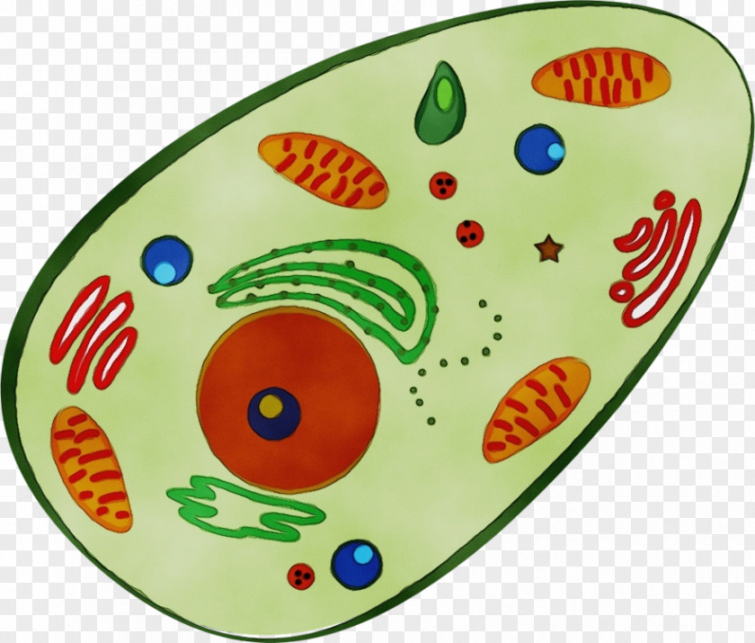 Cell Membrane Plants Red Blood PNG