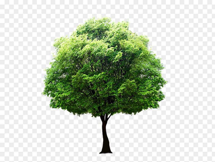 Energy Saving Tree Clip Art Image Transparency PNG