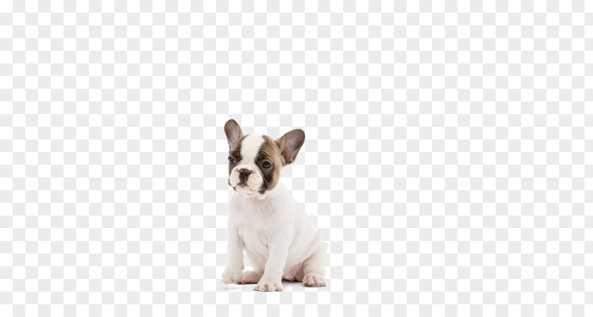 French Bulldog Toy Puppy Dog Breed PNG