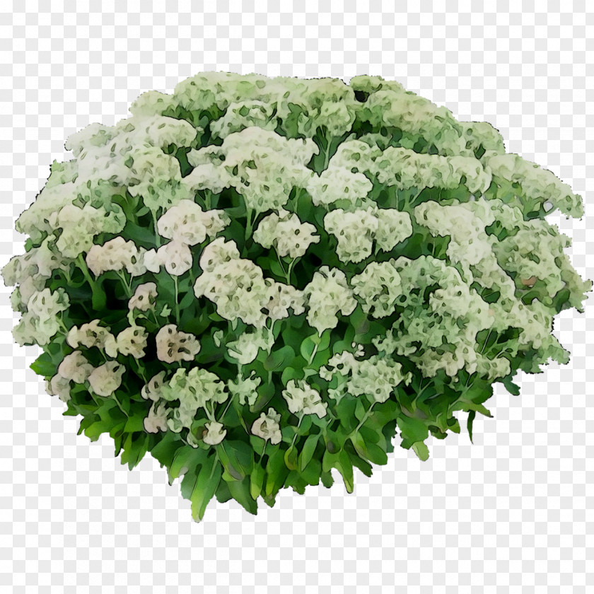 Hydrangea Floral Design Cut Flowers Sweet Alyssum PNG