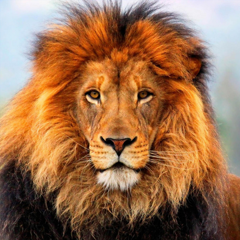 Lion United States Asiatic Wildlife Organization Born Free Foundation PNG