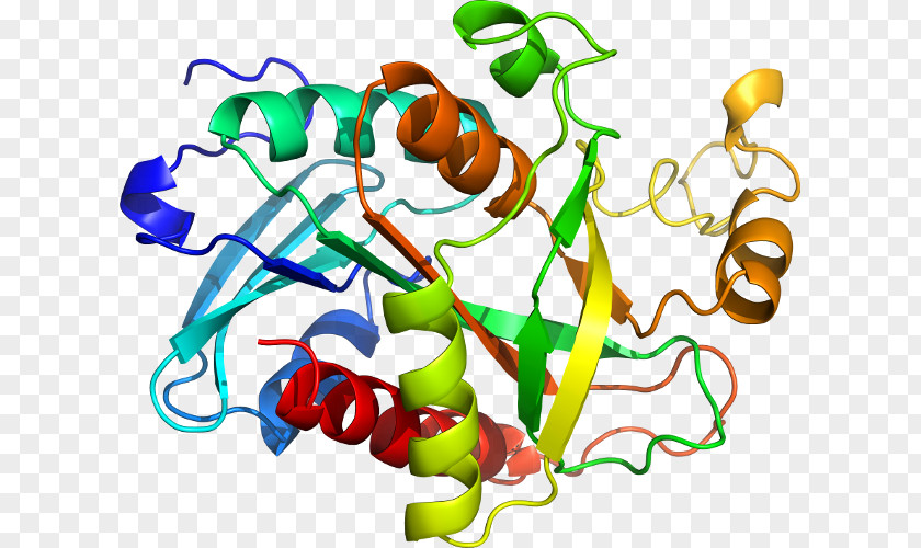 RAB4A CD2AP Protein Gene Clip Art PNG