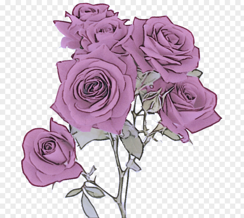 Rose Family Pink Garden Roses PNG