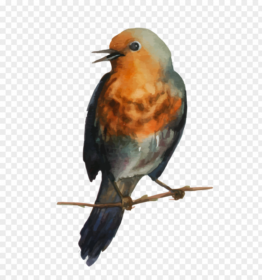 Bird European Robin Drawing Paper PNG