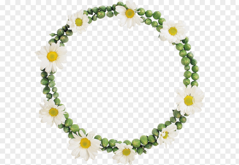 Camomile Flower Picture Frames PNG