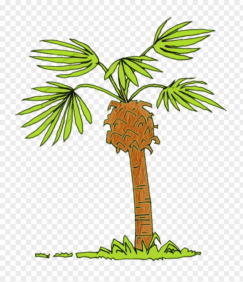 Palm Trees PNG