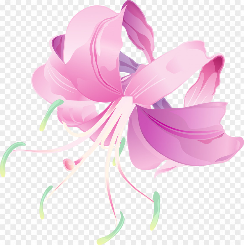 Petal Pink M Flowering Plant PNG
