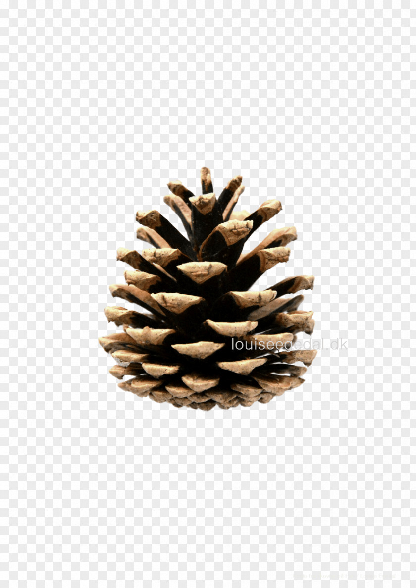 Pine Cone Eastern White Conifer Tree PNG
