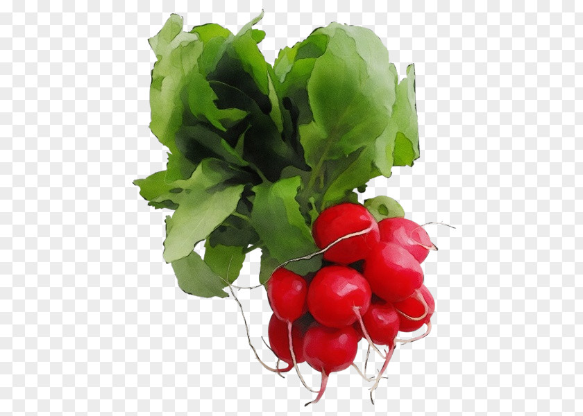 Superfood Leaf Vegetable Radish Natural Foods Food Plant PNG